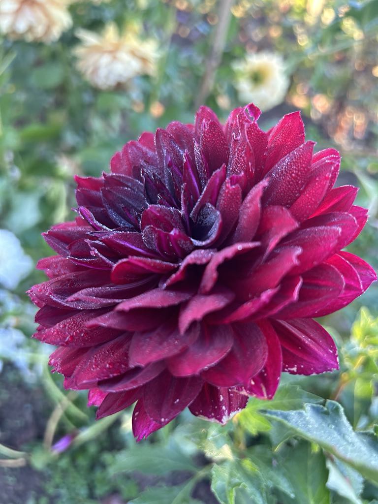 Hollyhill Black Widow