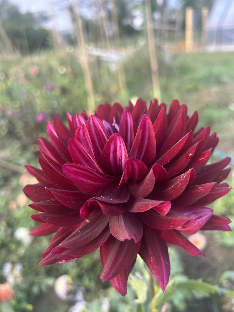 Hollyhill Black Beauty