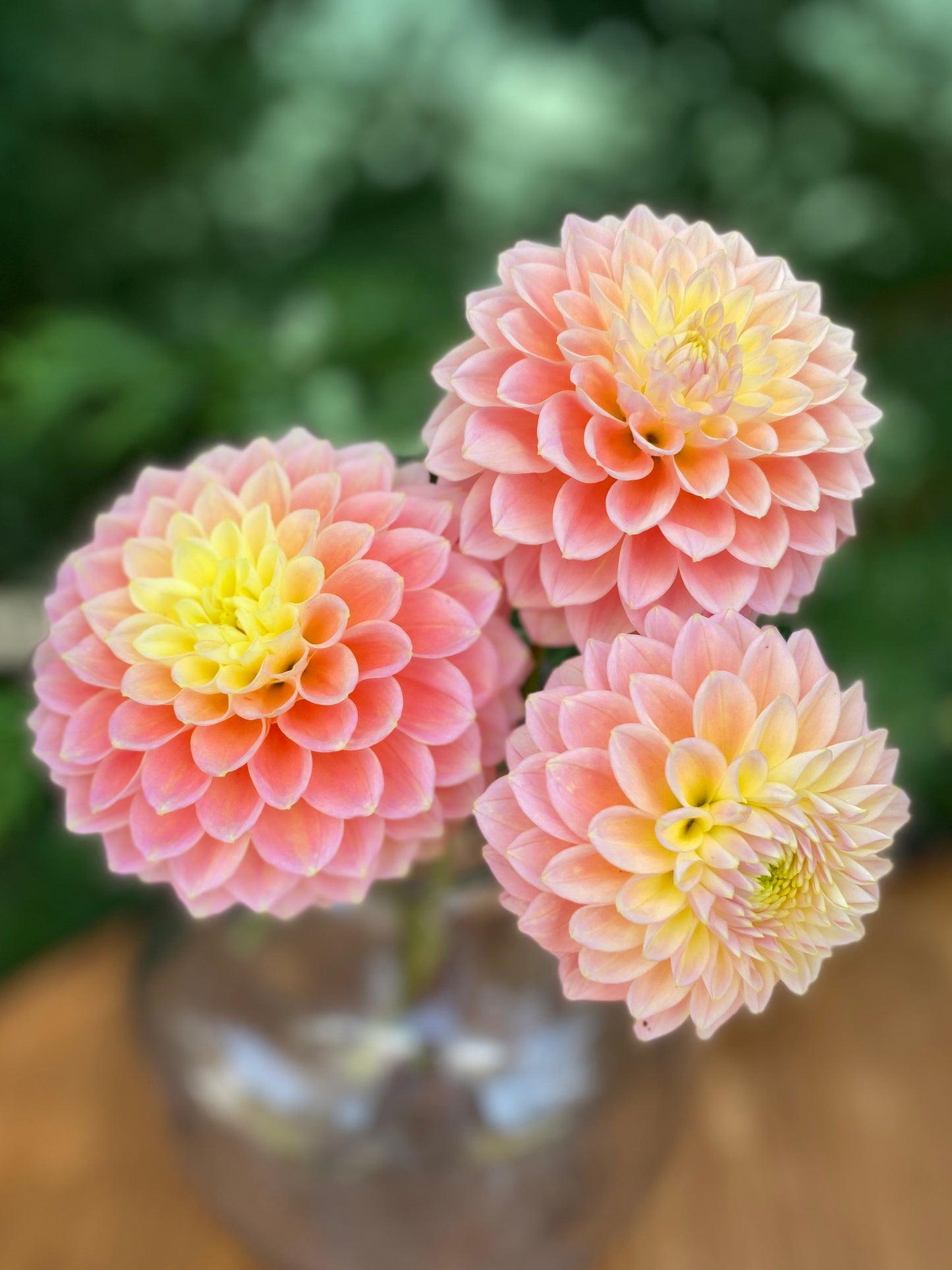 Sugartown Sunrise (clump)