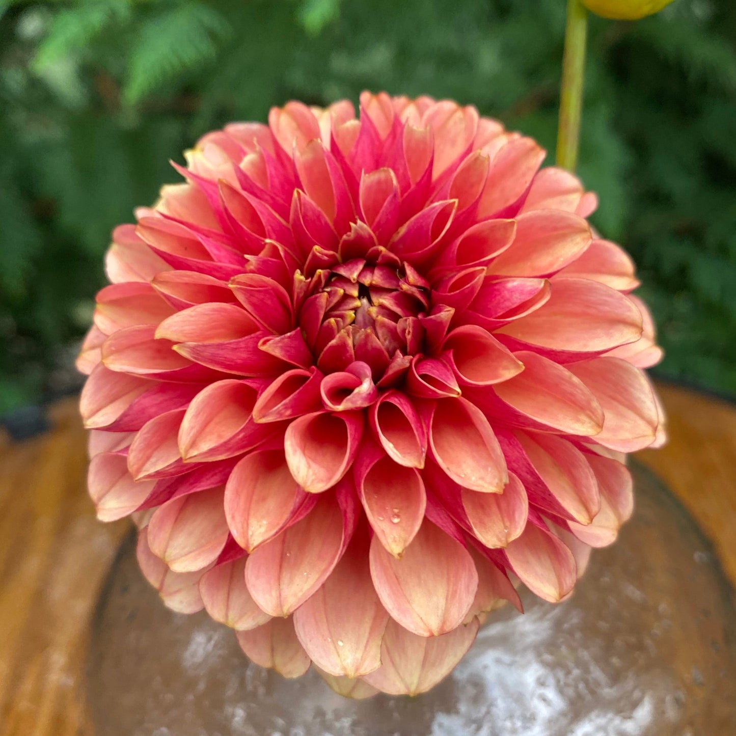 Levi’s Crimson Dawn (Limit 1)