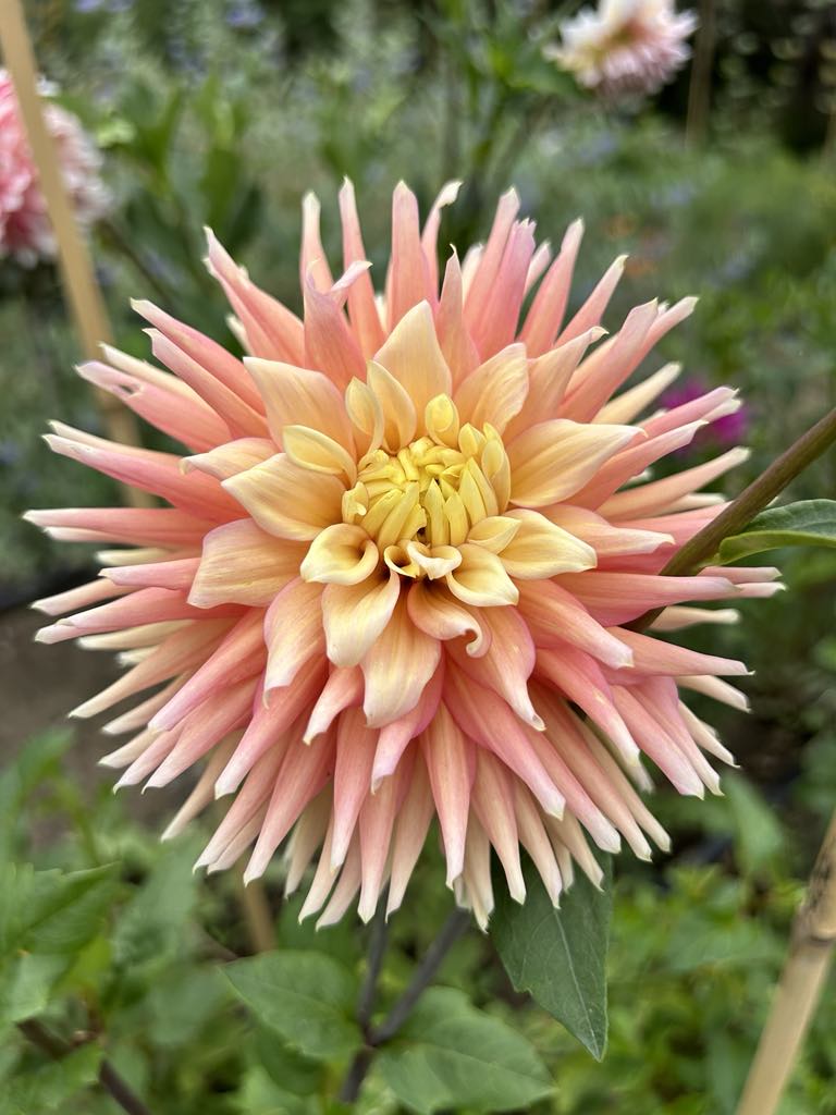 River’s Queen Prestine