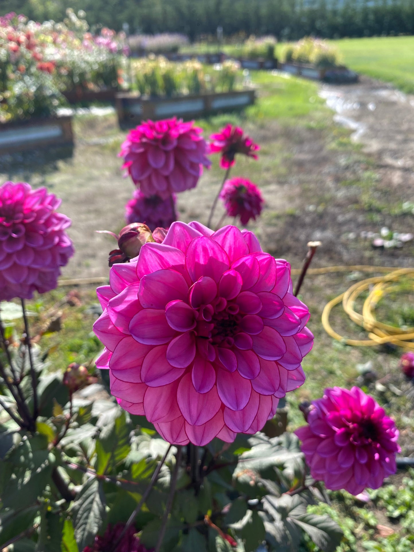 Melissa Anne Marijke