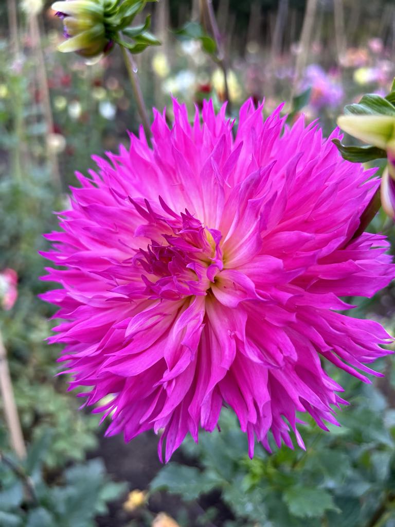 Lakeview Gertie (Ugly)