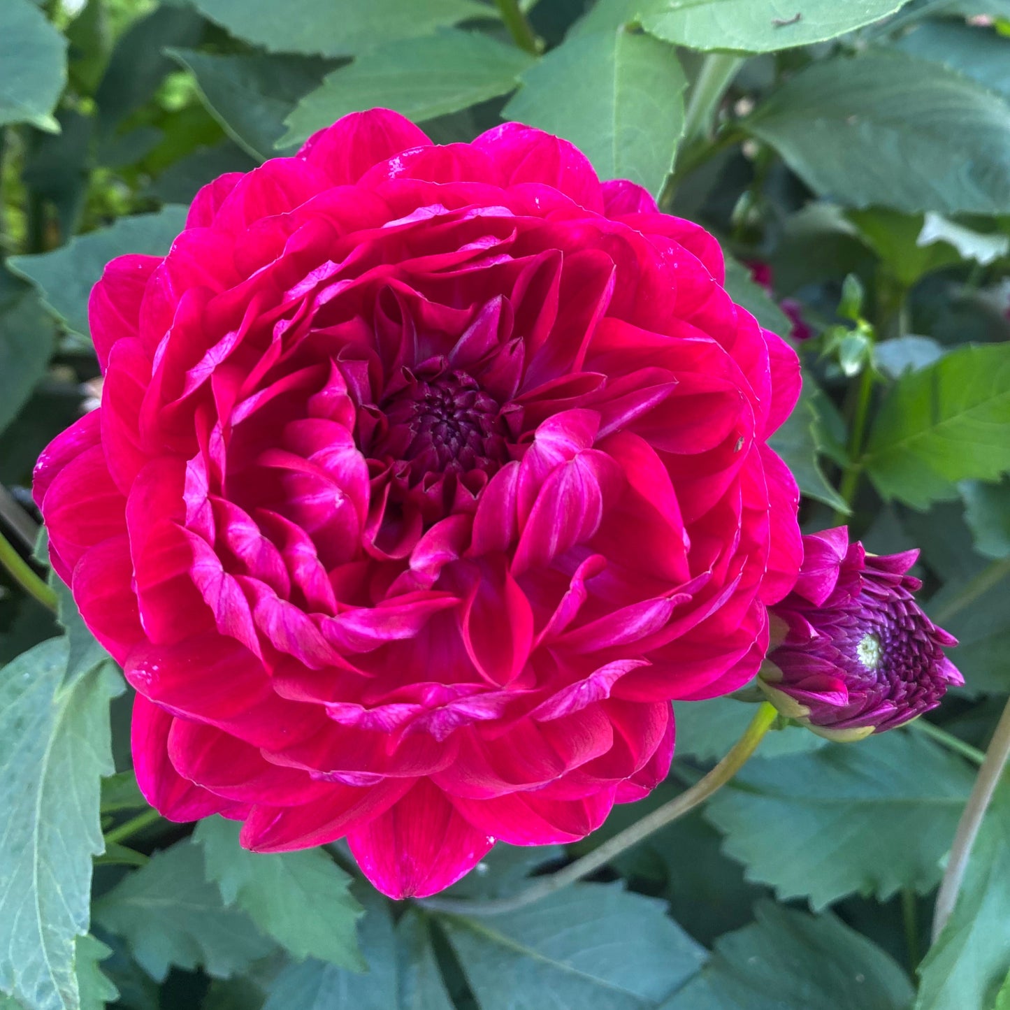 Sandia Bertha (Limit 1)