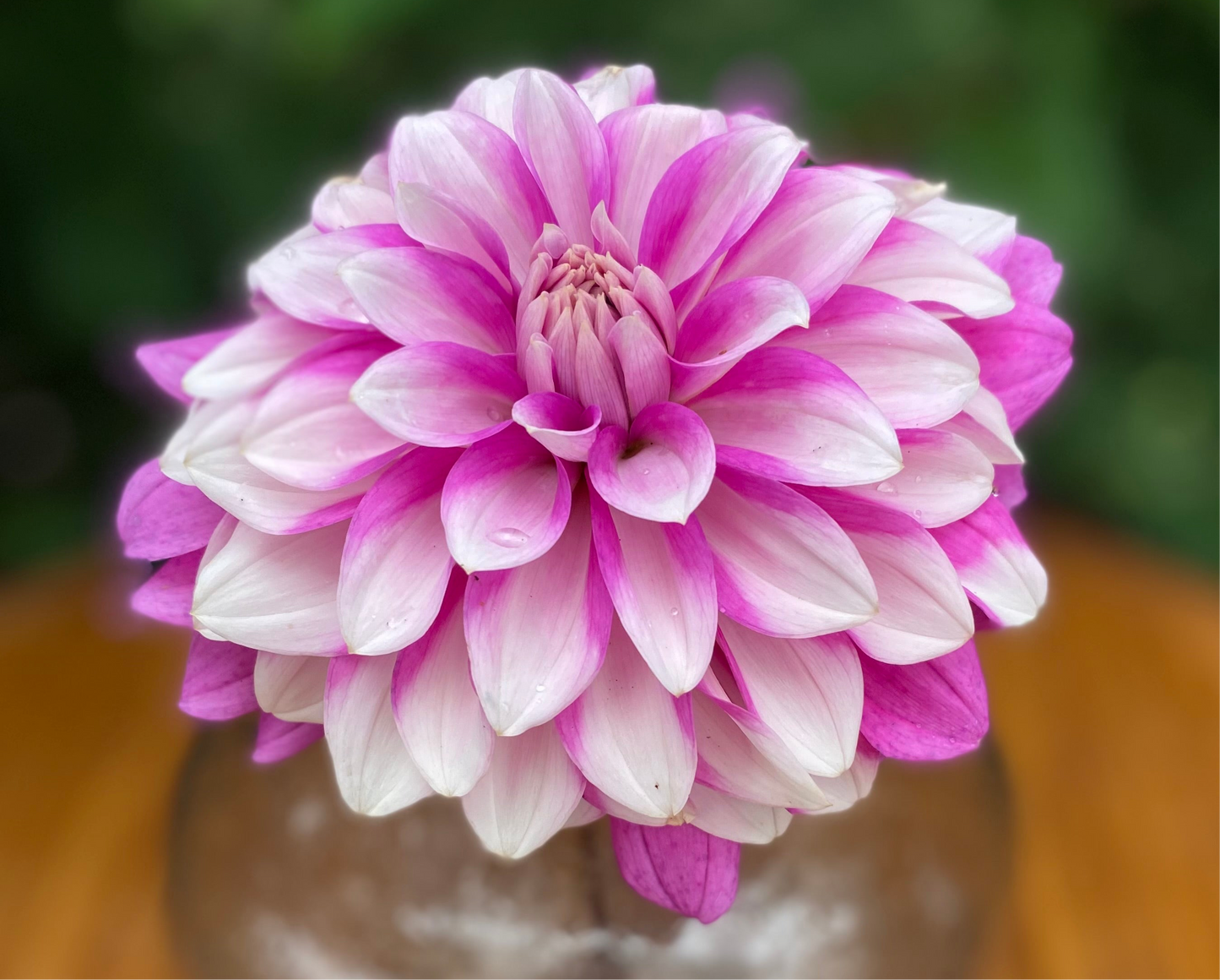 WBs Misbehaven (Limit 1)