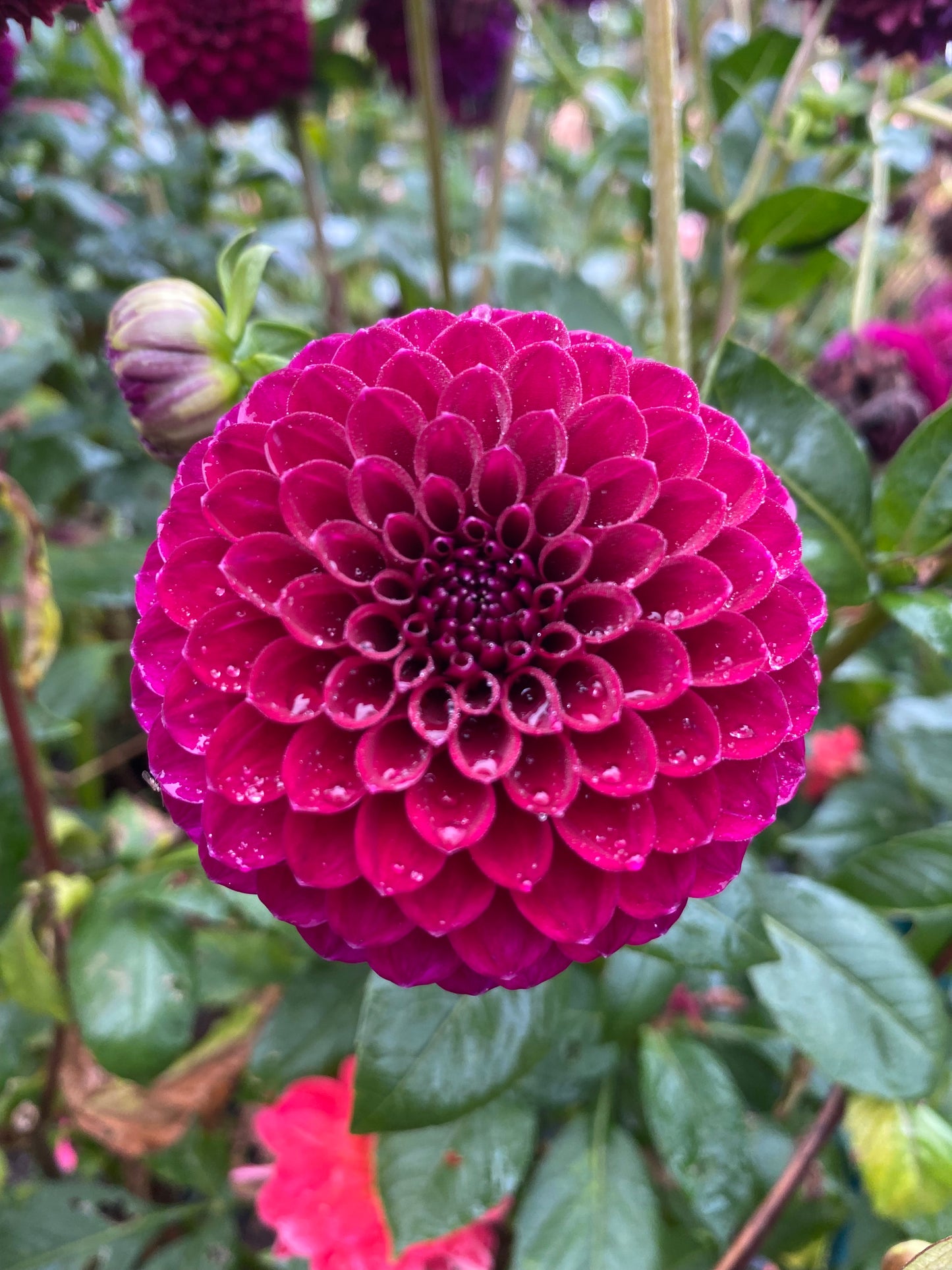 Saddlerock Tiny Giant