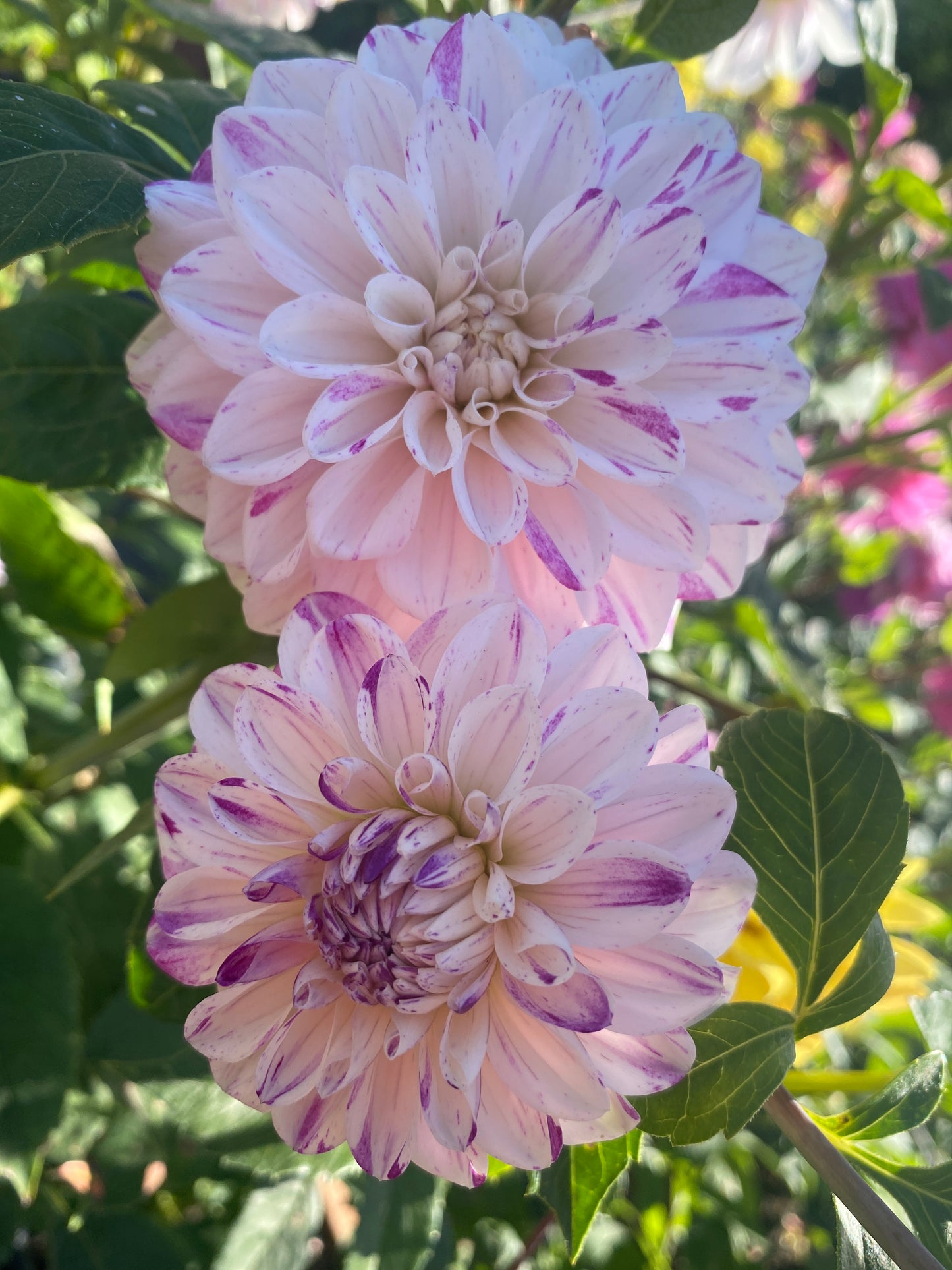 Hollyhill Fingerpaint