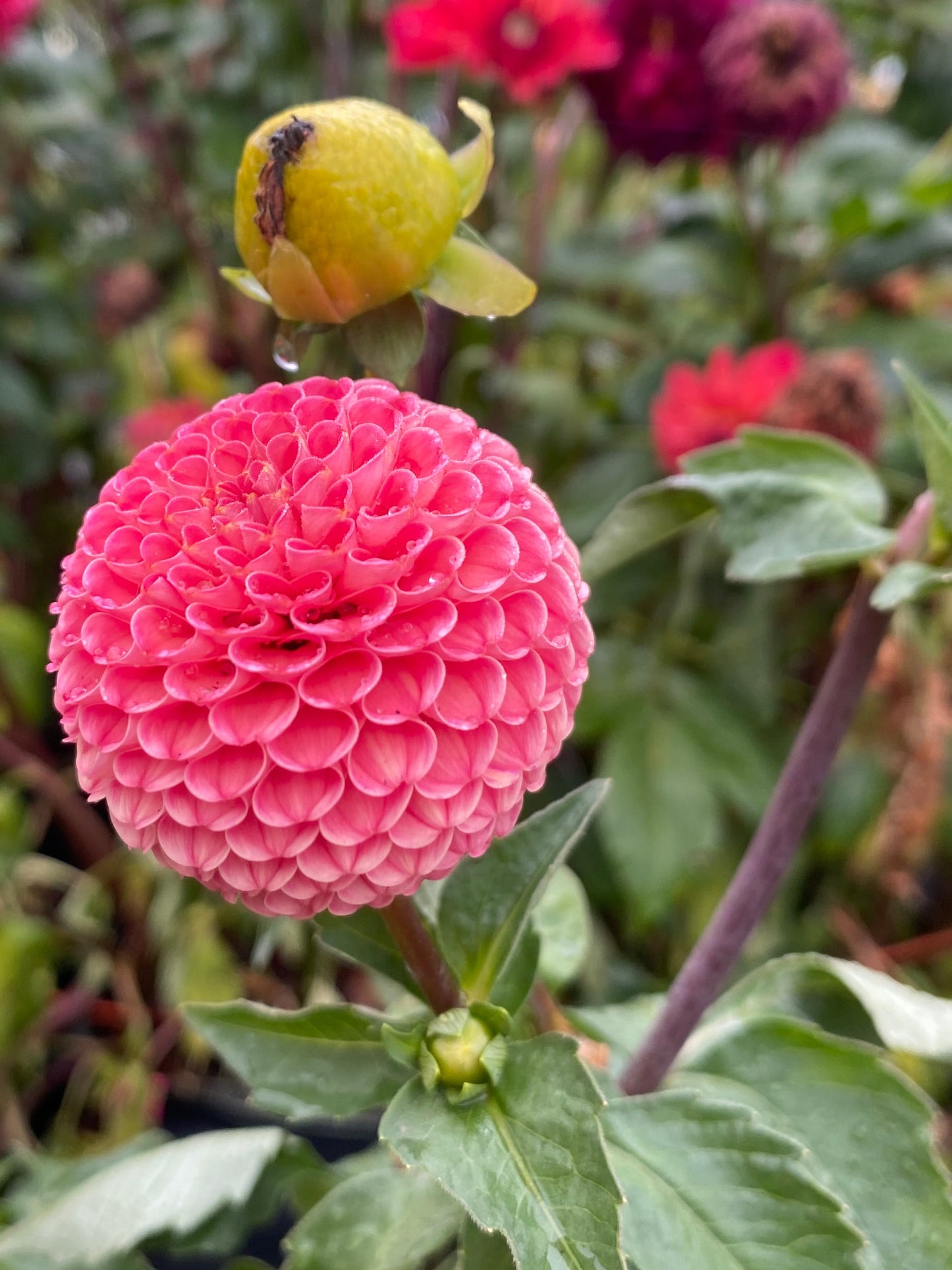 SB’s KA’s Choice