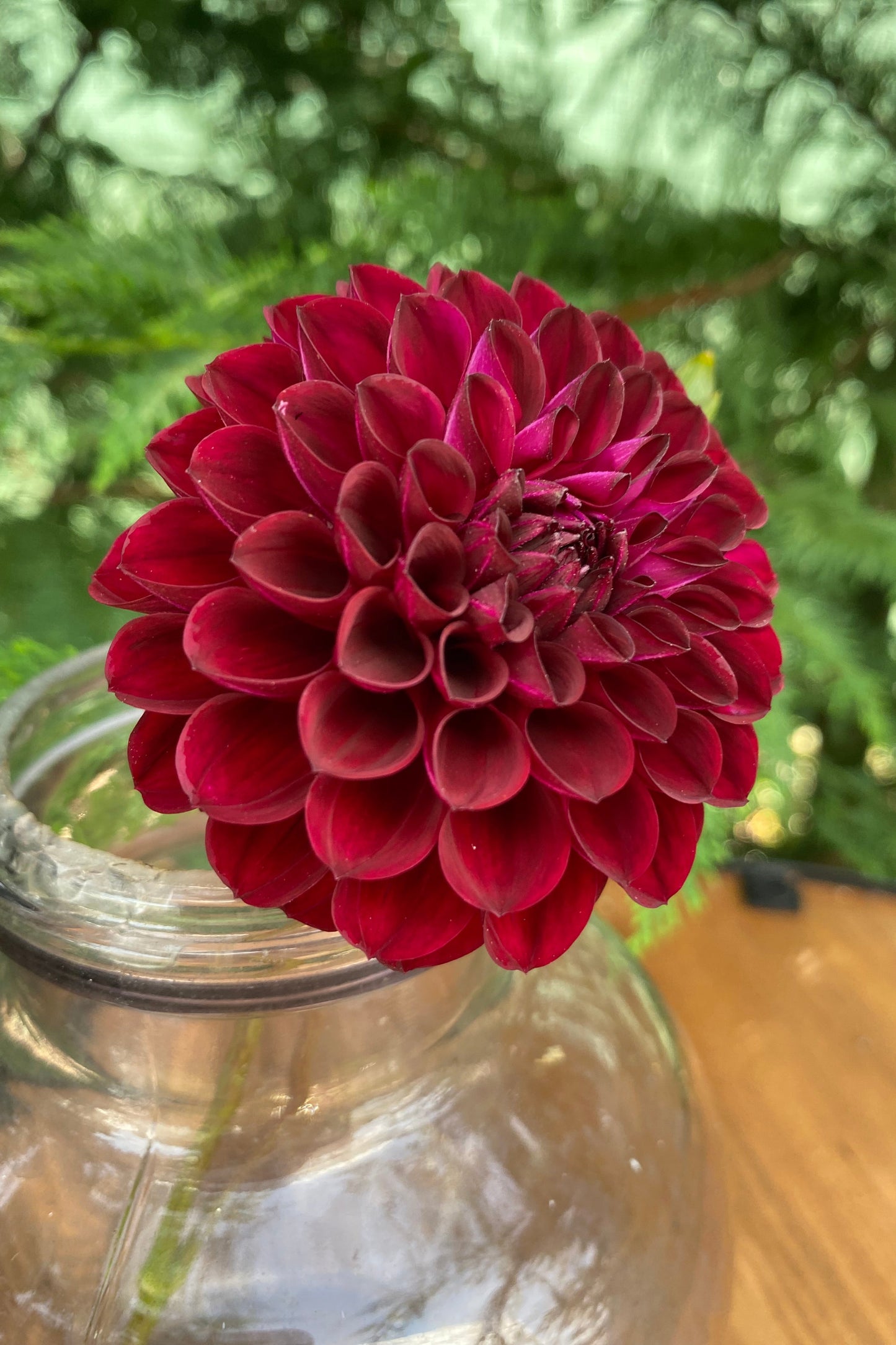 Ferncliff Black Cherry (limit 1)