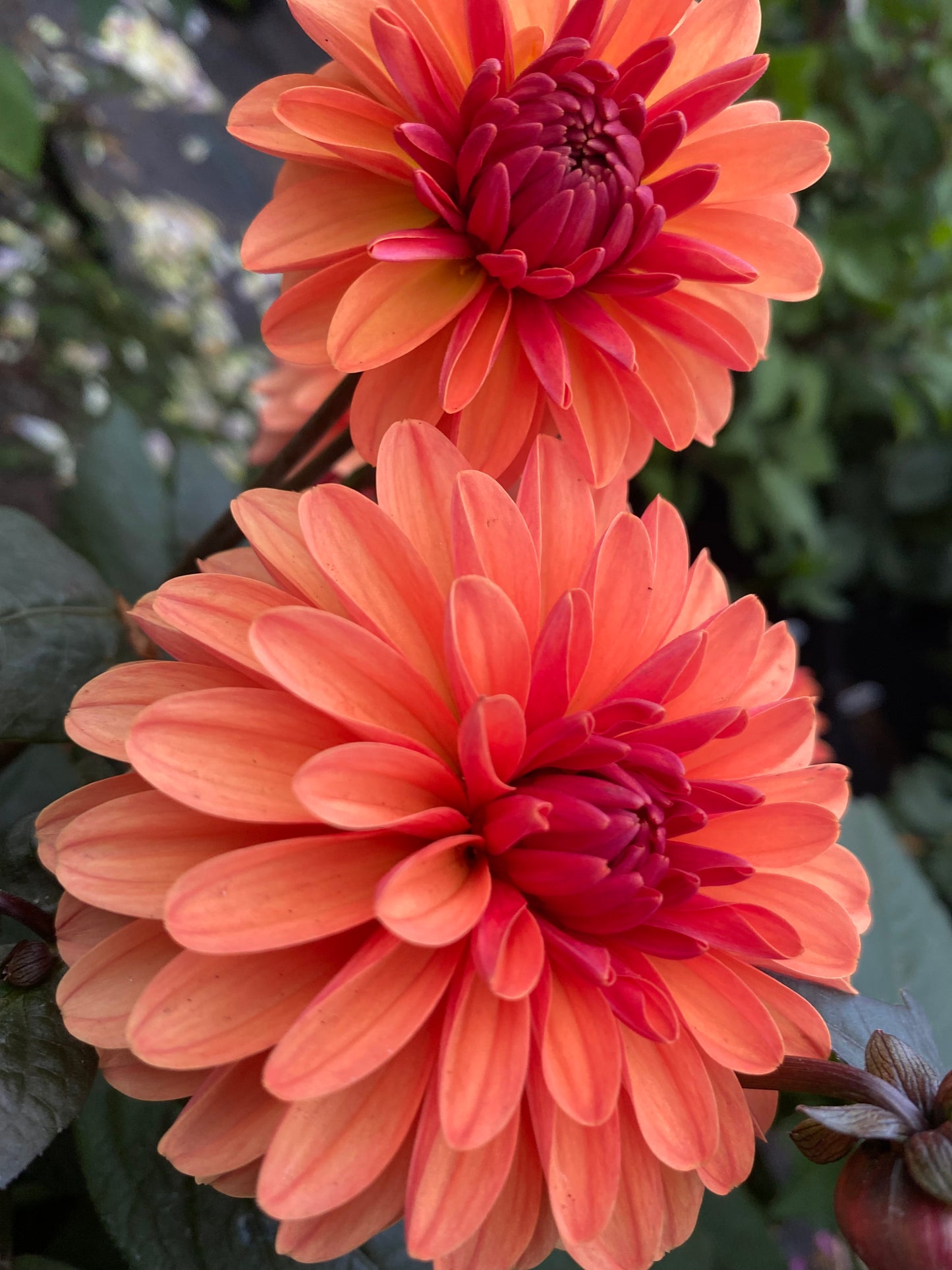 New Year 2026 Collection #35