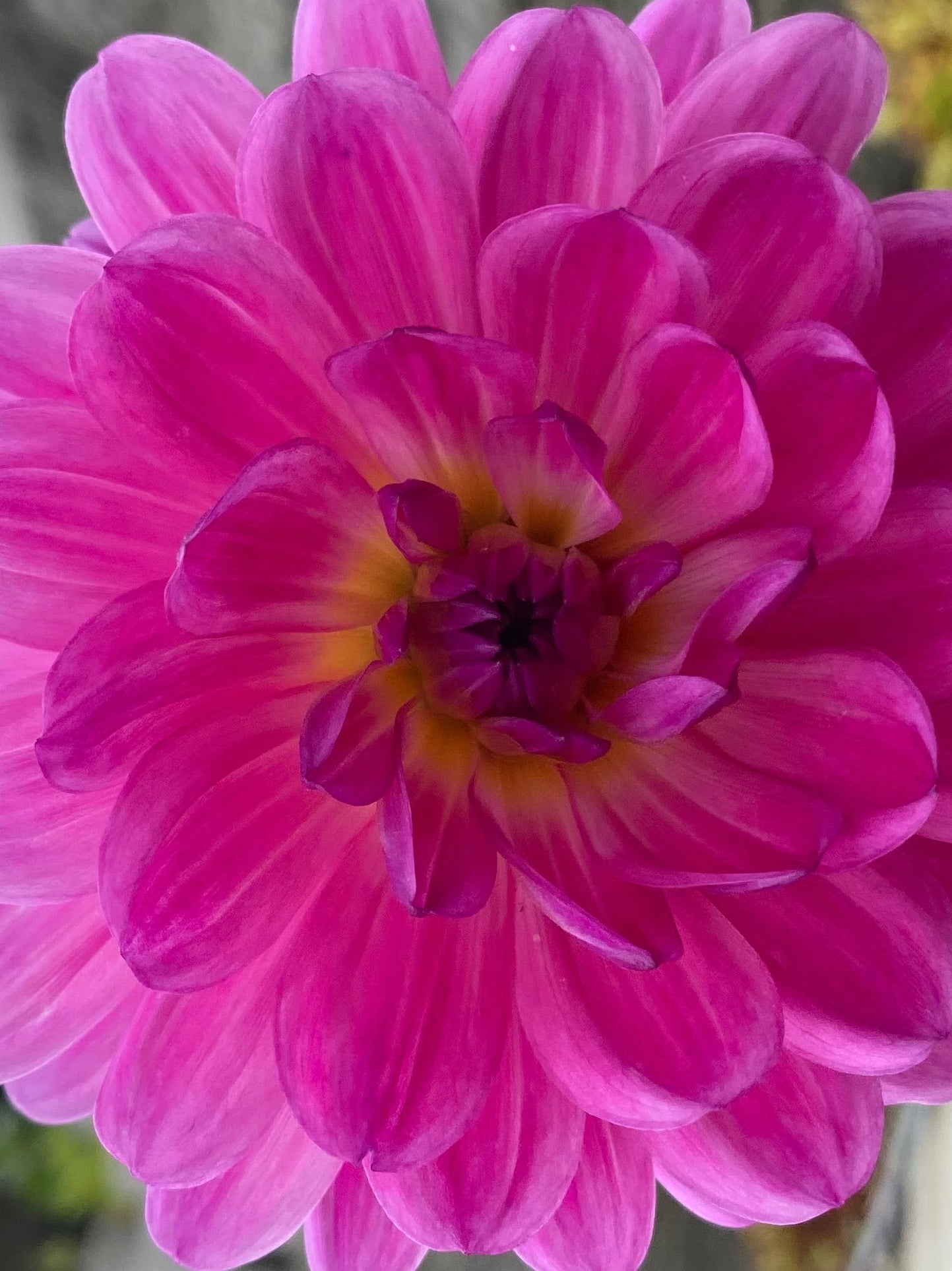 Lyn’s Lexi (Limit 1). Small tubers