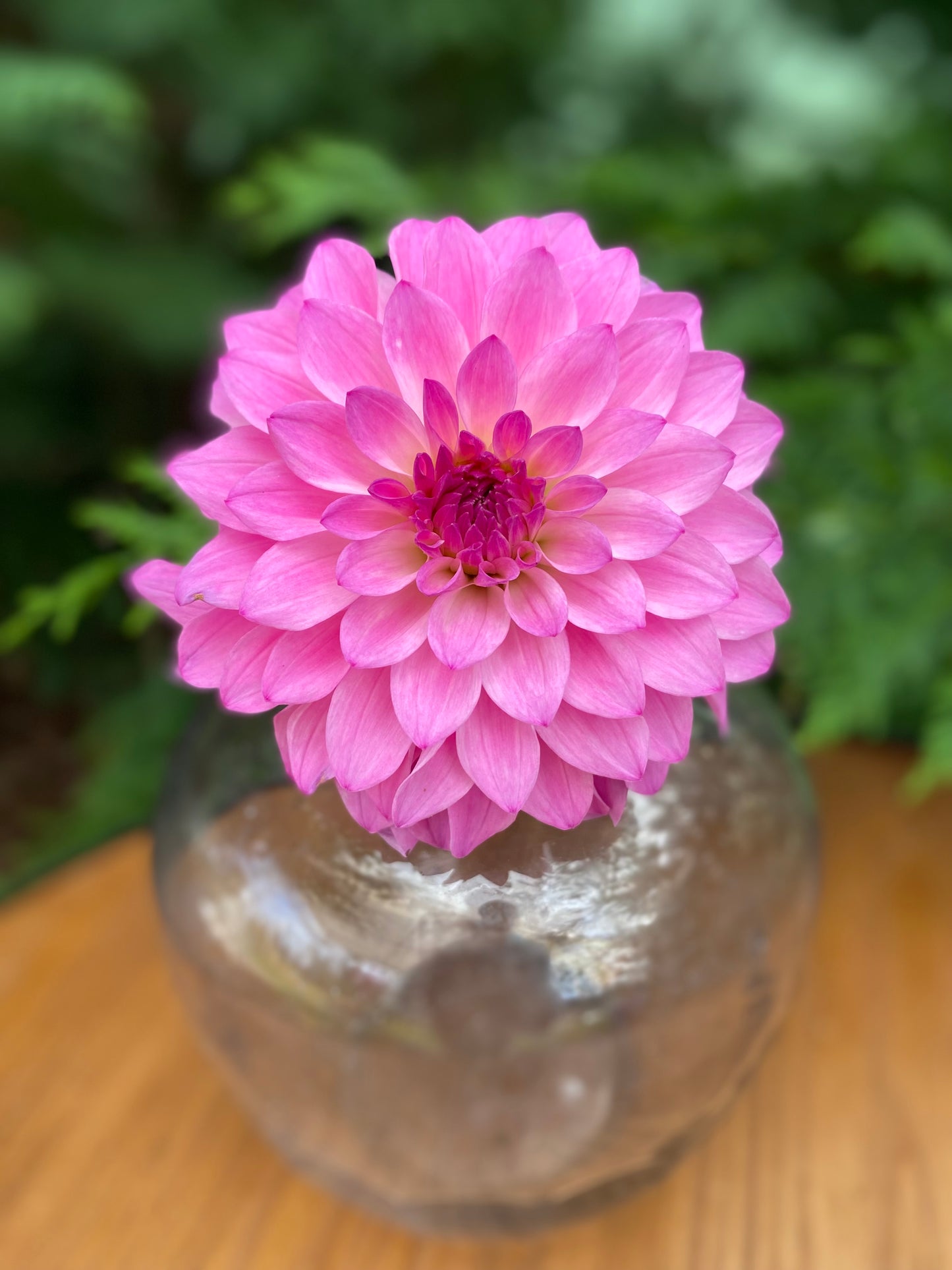 CDP Little Bit of Pink