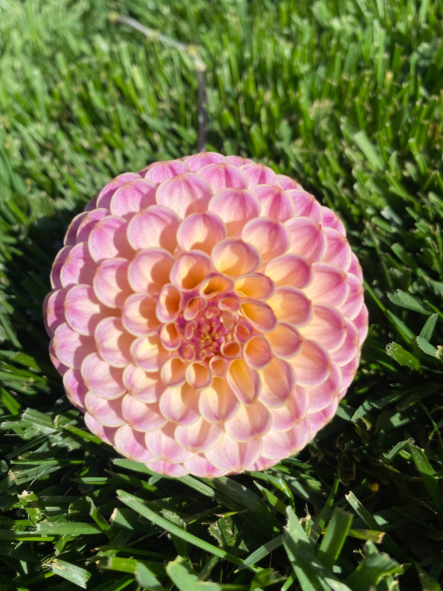 Hapet Pearl (Limit 1)