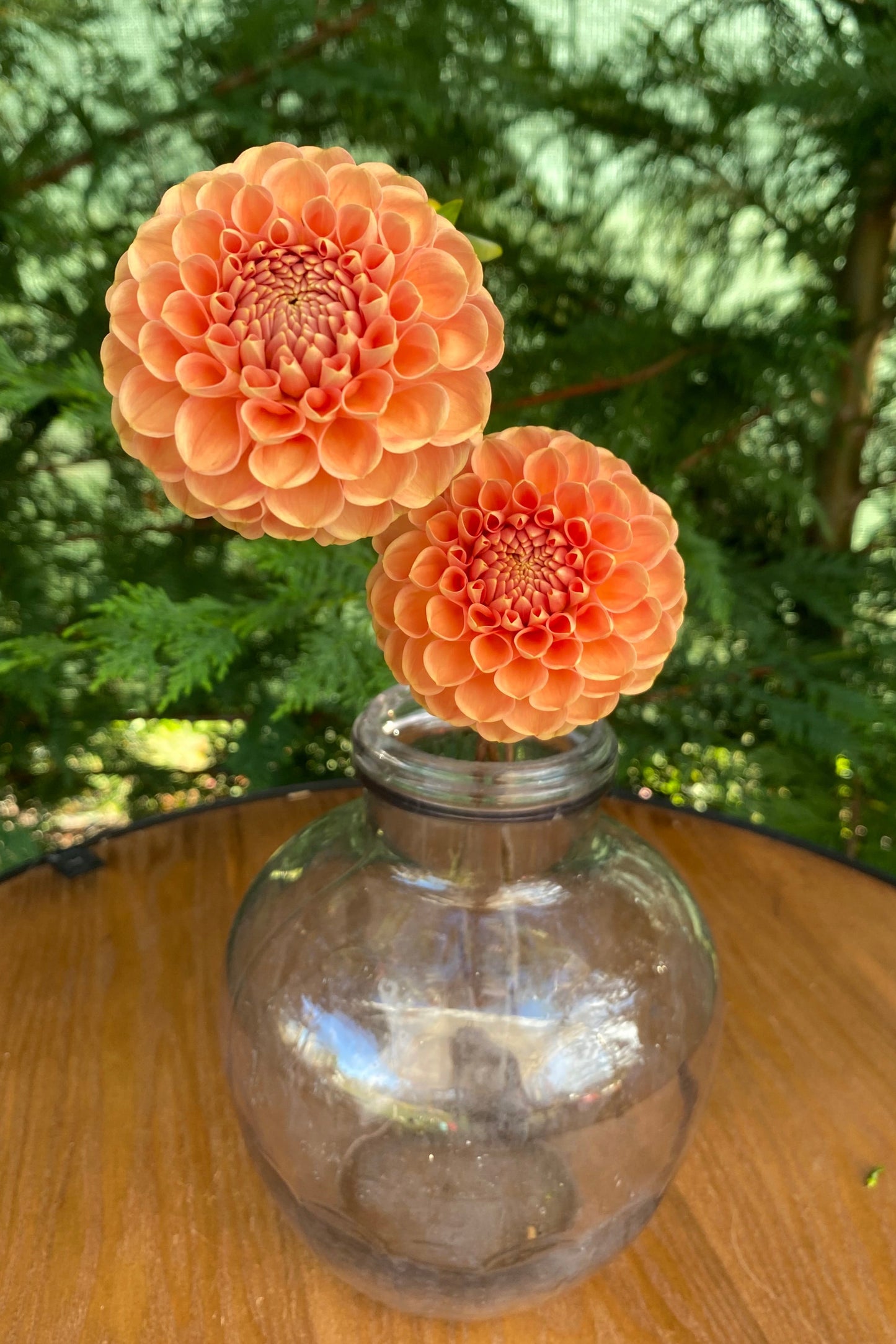 Hapet Amber (Limit 1)