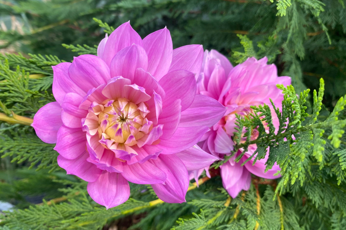 Hollyhill Pink Martini