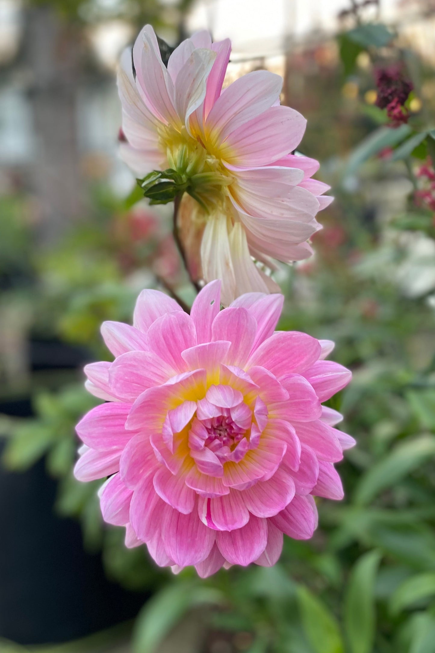 Kelgai Ann (Ugly Tubers)