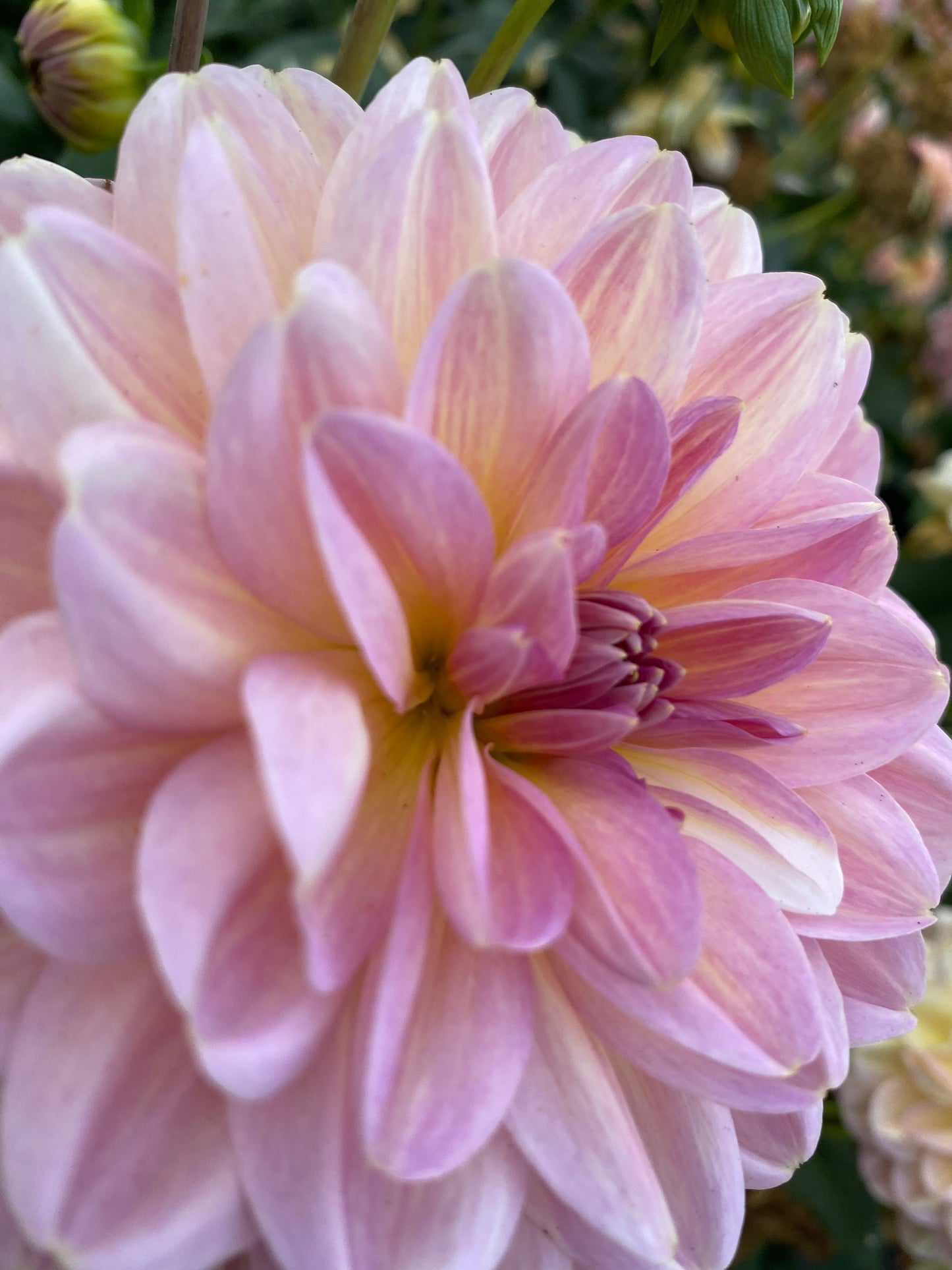 Hapet Old Charm Holiday Bundle Collection.