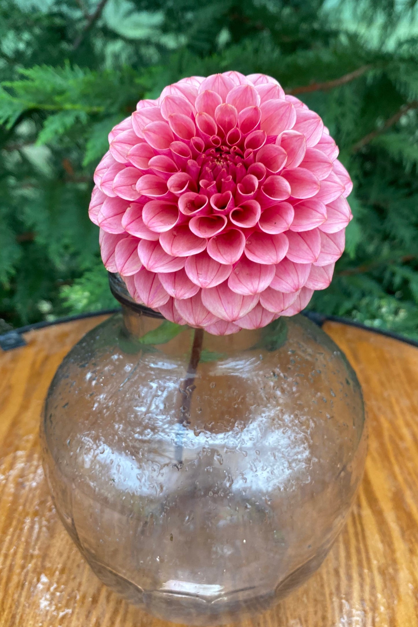 Levi’s Tomato (Limit 2)