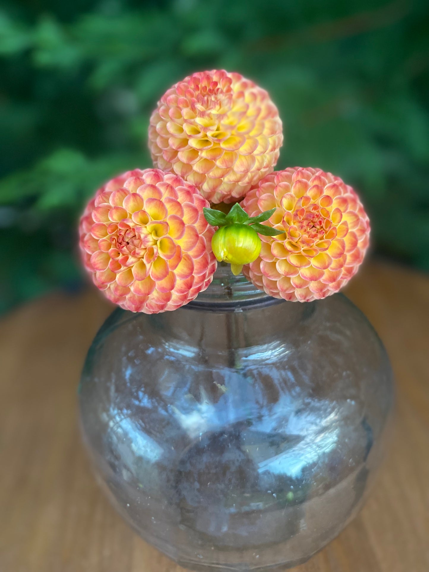 Minley Carol (Limit1)