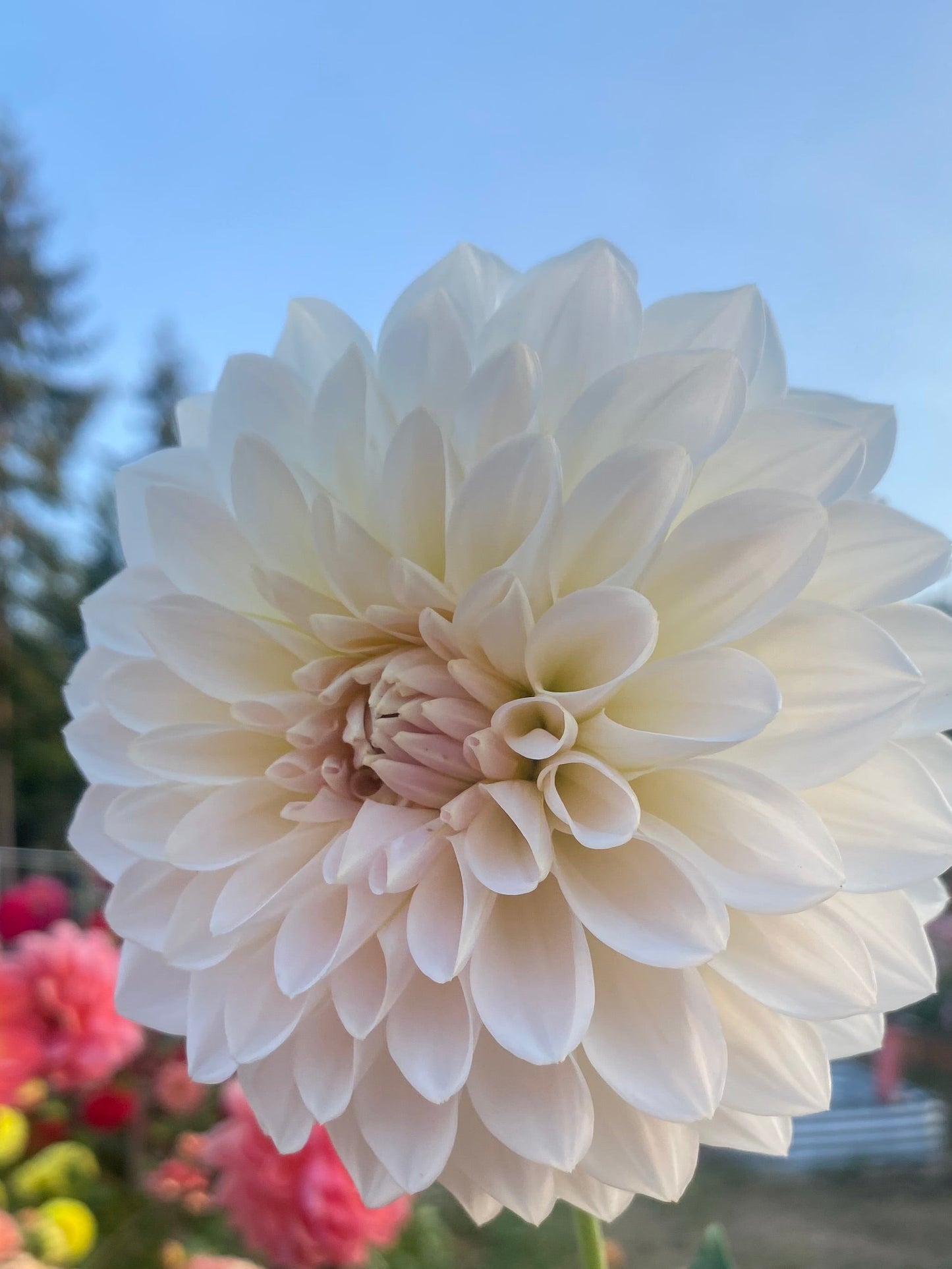 Marryn's Mamawo & Popo