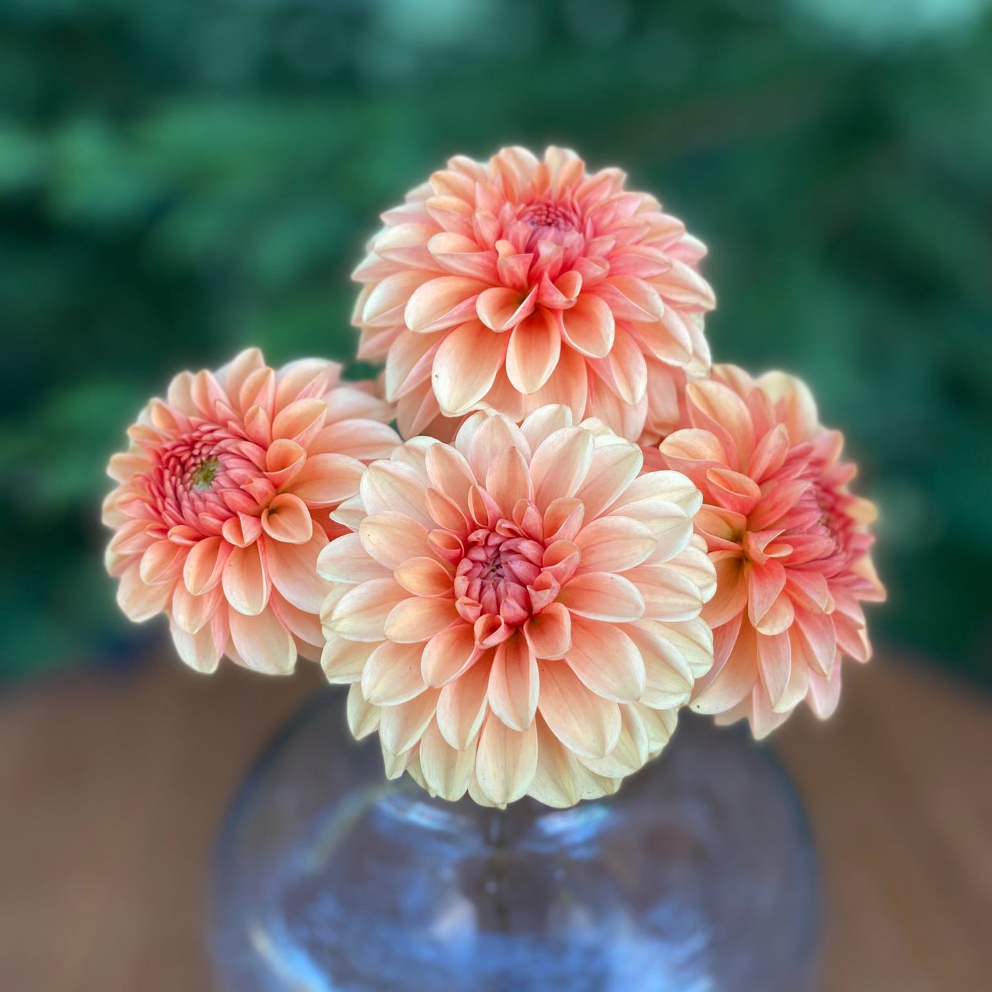 Mission Gingersnap (Limit 1)