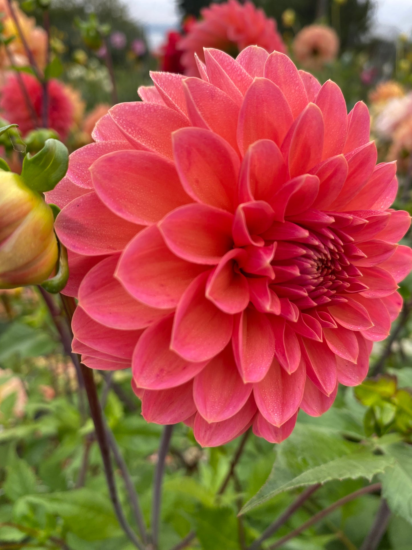 New Year 2026 Collection #45