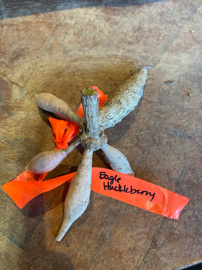 Eagles Huckleberry (clump)