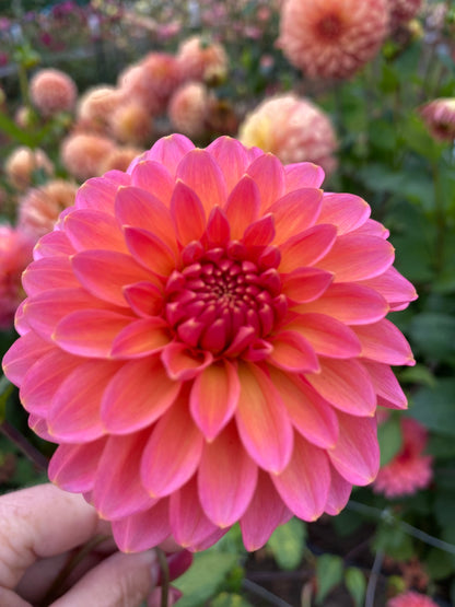 New Year 2026 Collection #45