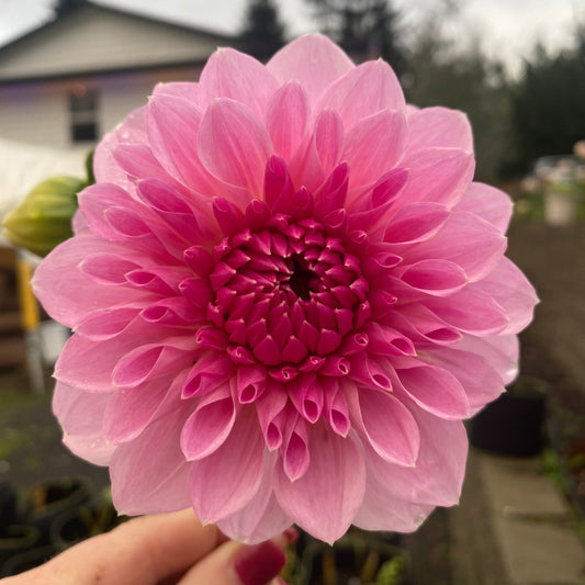 Hart's Pink Ribbon (Limit1)