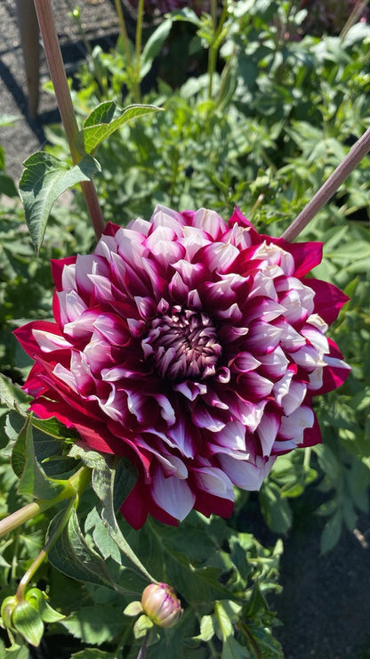 Hollyhill Masquerade (limit 1)