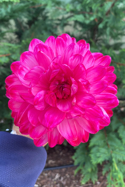 Felida Mermaid (limit 1)