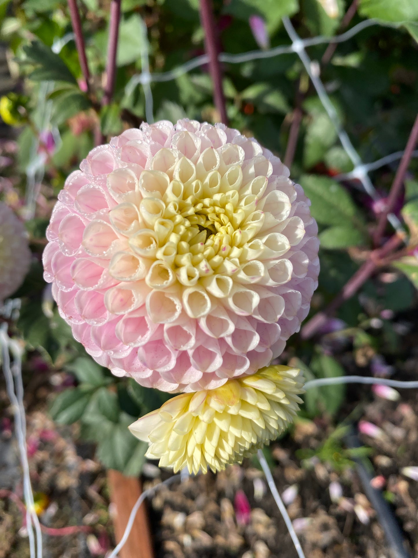 20th Ave Delicada (limit 1)