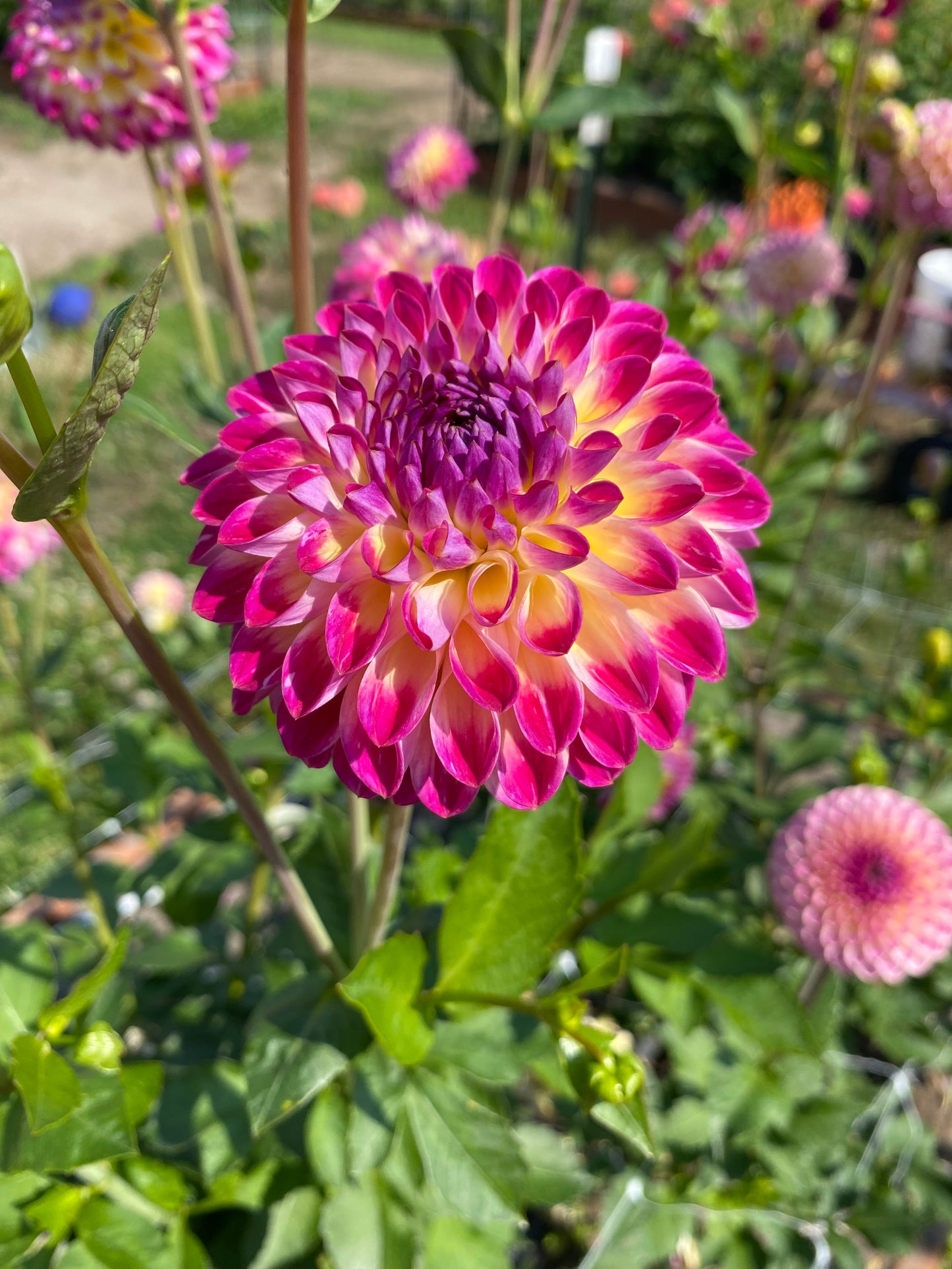 New Year 2026 Collection #39