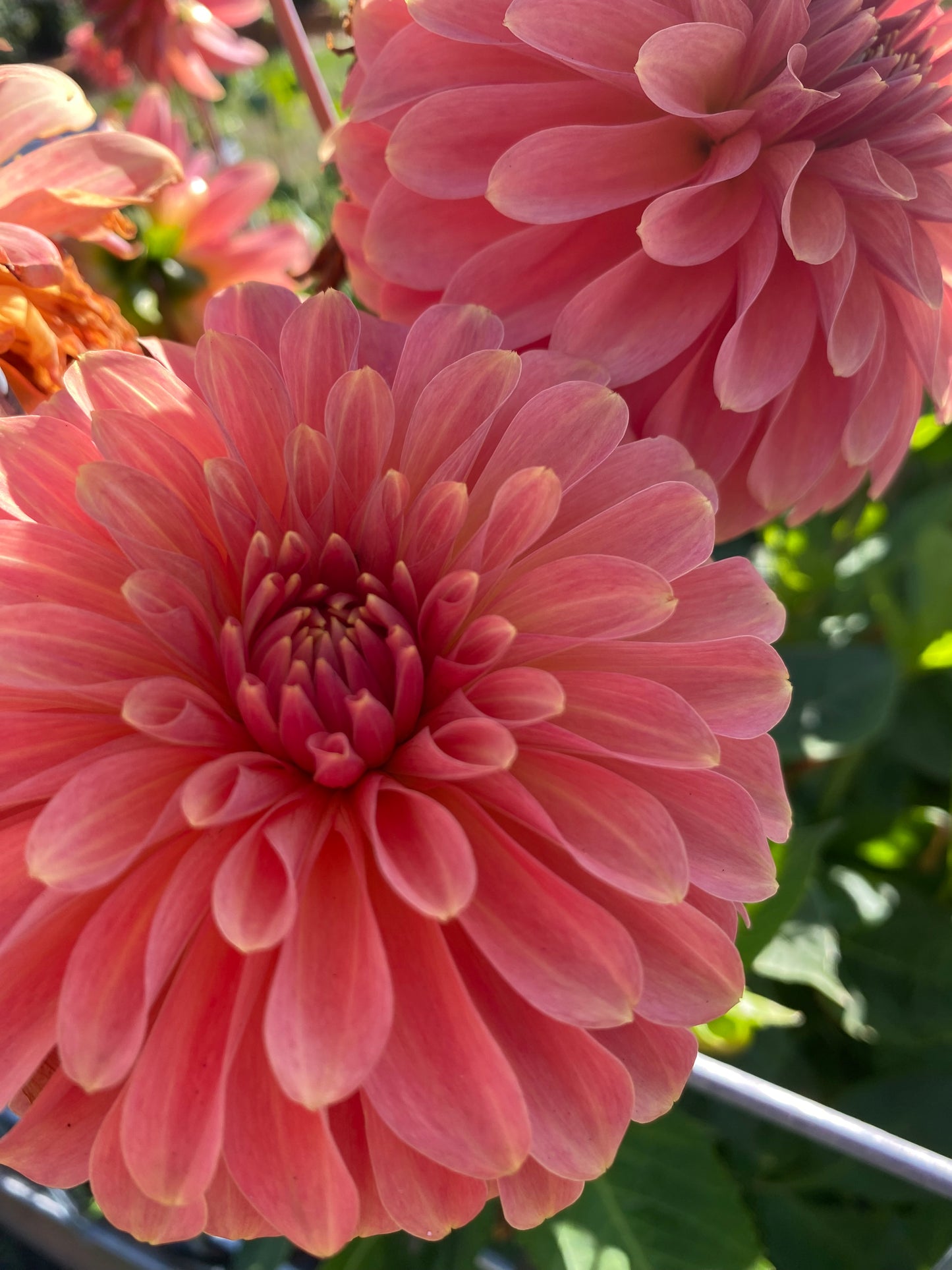 New Year 2026 Collection #45