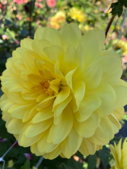 Sandia Gold (limit 1)