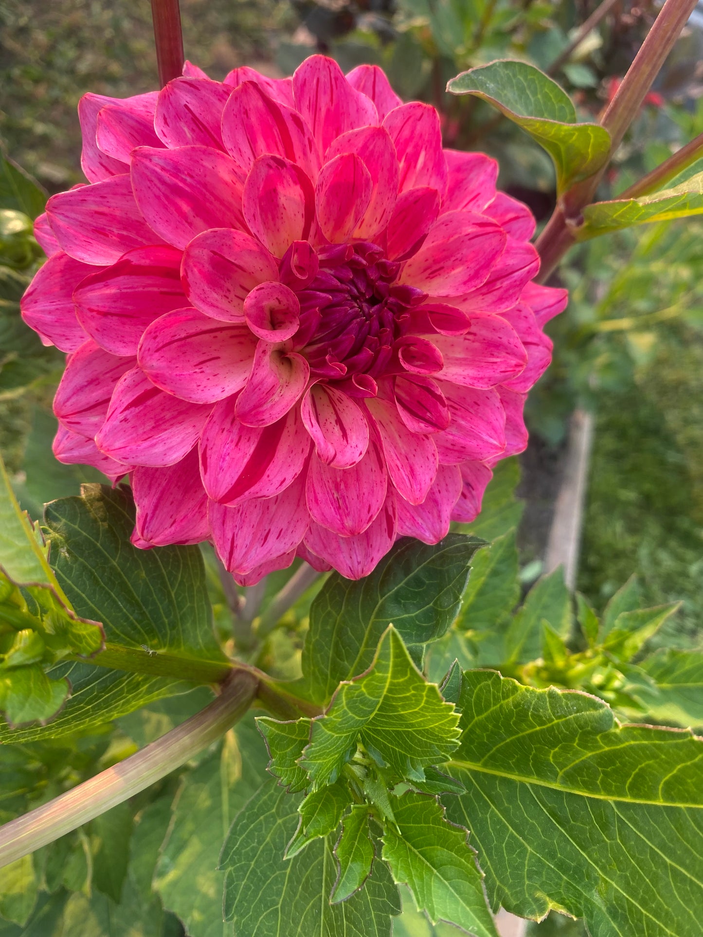 Van Isle Salish Sunset