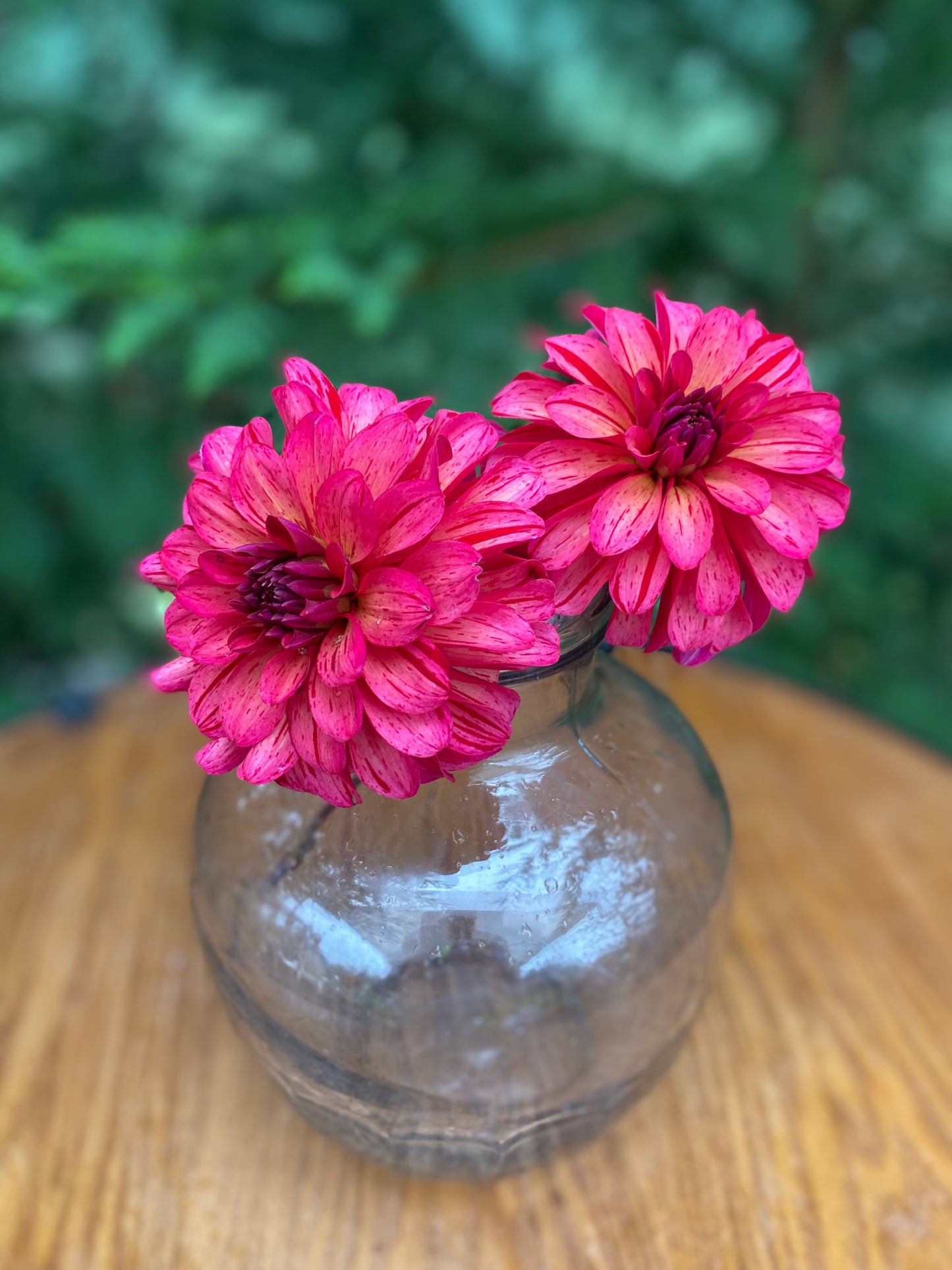 WB’s Bailey Dawn (Limit 1)