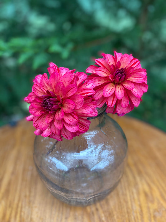 WB’s Bailey Dawn (Limit 1)