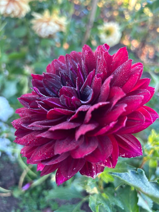 Hollyhill Black Widow