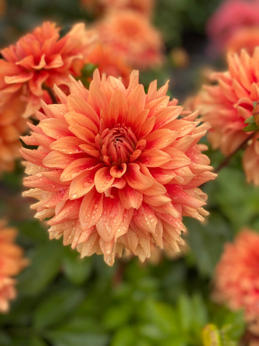 New Year 2026 Collection #39