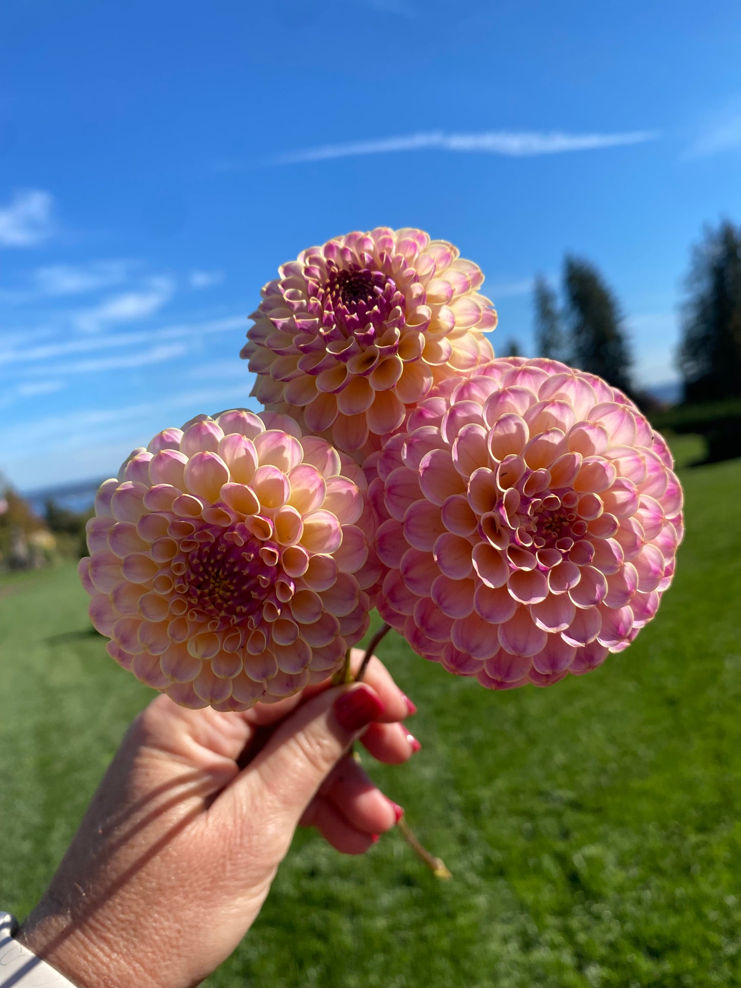 Hapet Pearl (Limit 1)