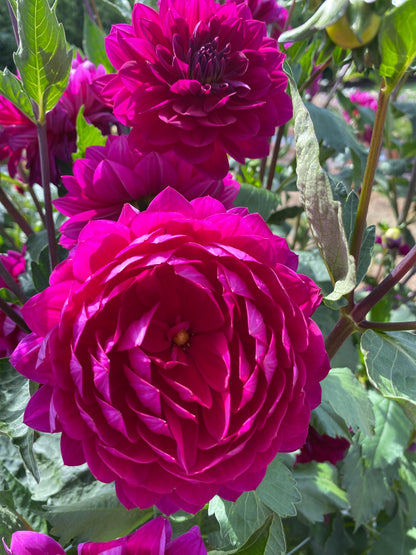 Sandia Nocturne (Limit 1)