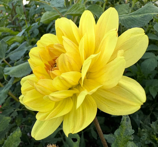 Sandia Gold (limit 1)