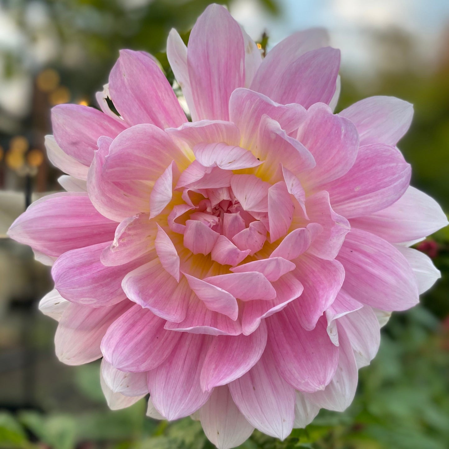 Kelgai Ann (Ugly Tubers)