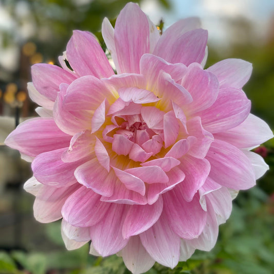 Kelgai Ann (Ugly Tubers)