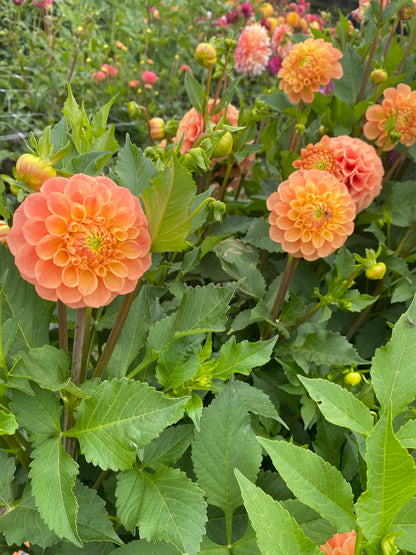 New Year 2026 Collection #34