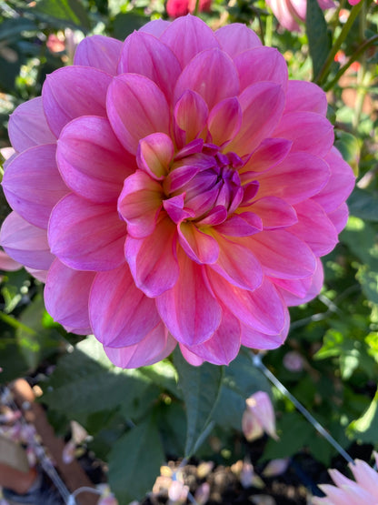 Sandia Rose (limit 1)