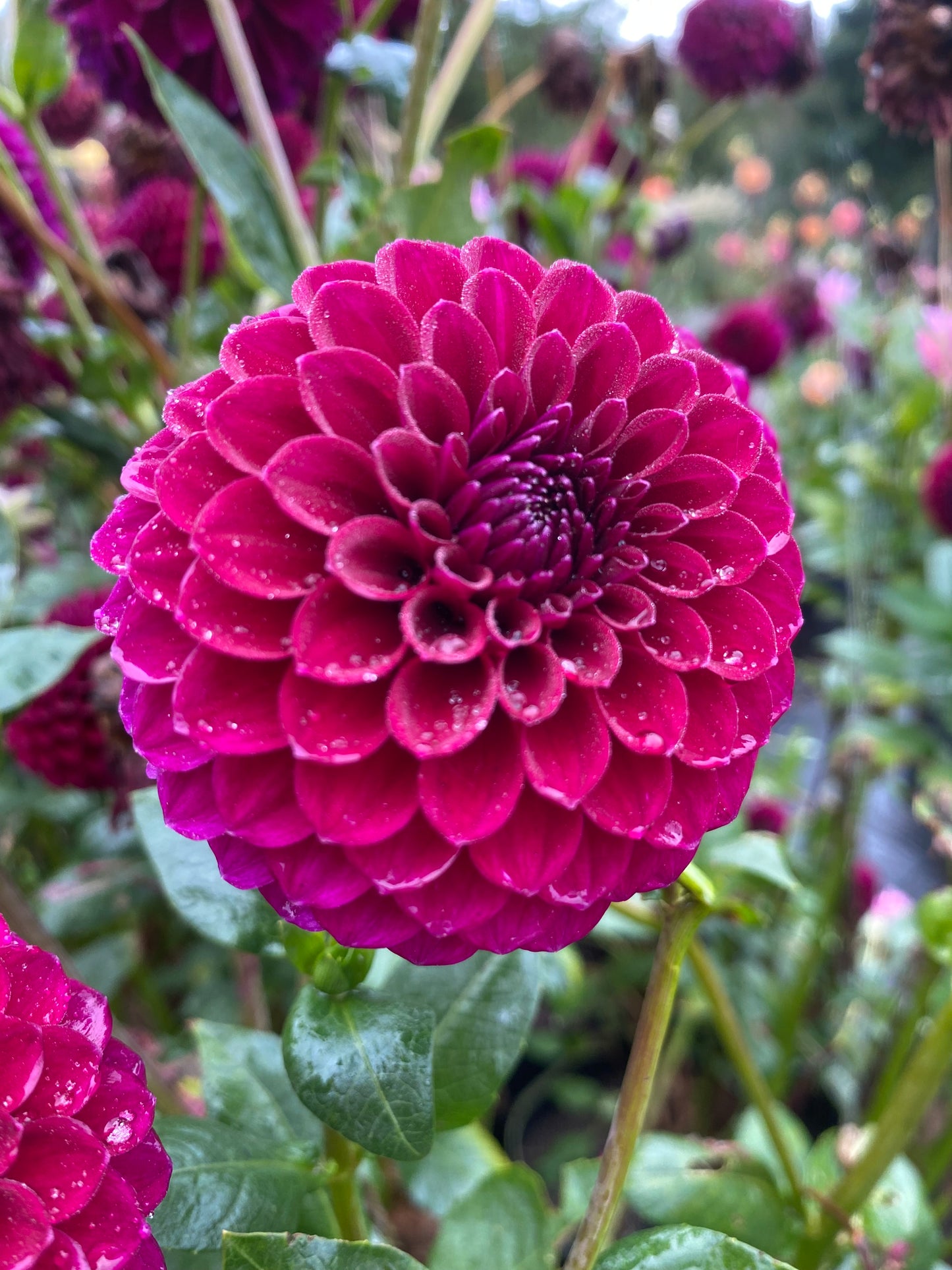 Saddlerock Tiny Giant