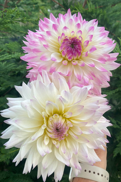 Mackenzie Violet (Clump)