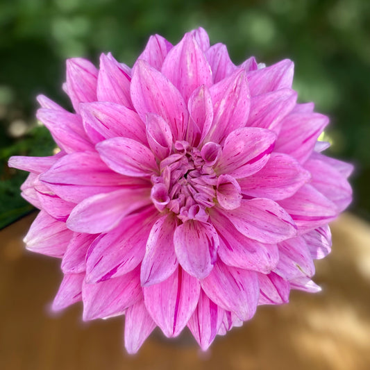 Eagles Huckleberry (clump)